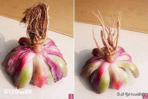 网购多肉带土直接上盆可以吗(网购带土球多肉植物栽种方法)-图片4